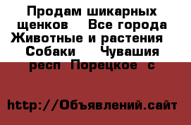 Продам шикарных щенков  - Все города Животные и растения » Собаки   . Чувашия респ.,Порецкое. с.